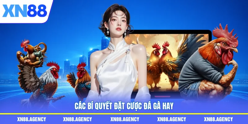 Các bí quyết đặt cược đá gà hay