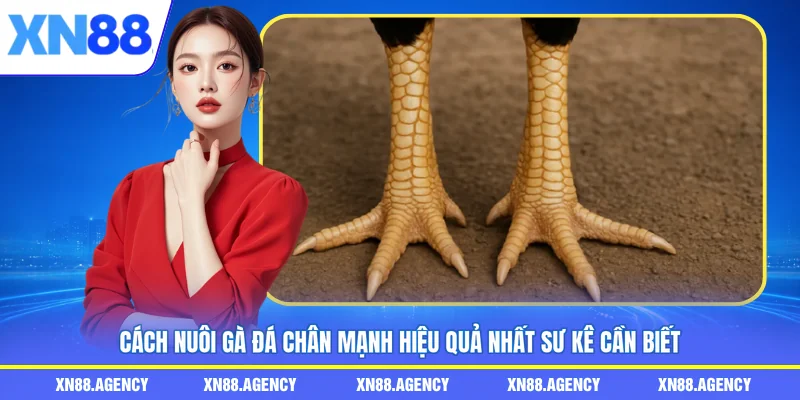 cách nuôi gà đá chân mạnh