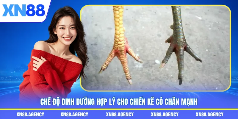 Chế độ dinh dưỡng hợp lý cho chiến kê có chân mạnh