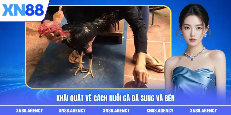 Khái quát về cách nuôi gà đá sung và bền