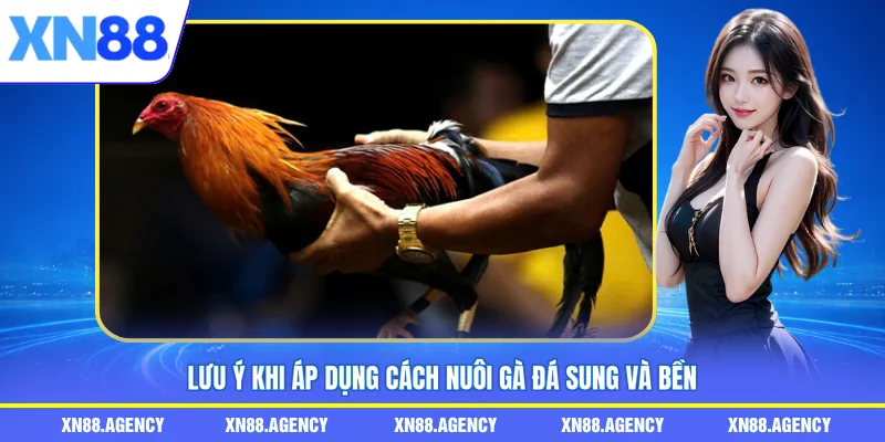 Lưu ý khi áp dụng cách nuôi gà đá sung và bền