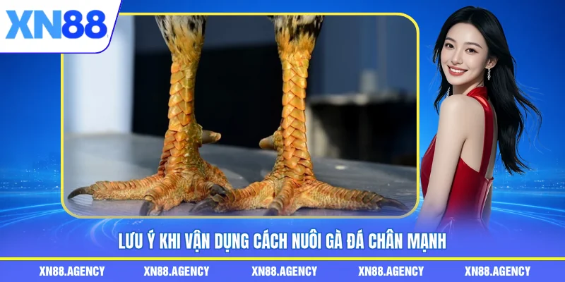 Lưu ý khi vận dụng cách nuôi gà đá chân mạnh