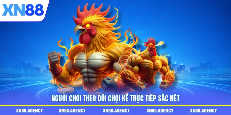 Người chơi theo dõi chọi kê trực tiếp sắc nét