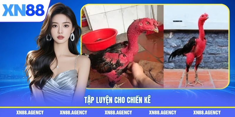 Tập luyện cho chiến kê